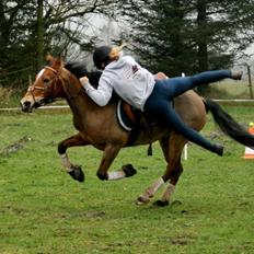 Anden særlig race Belgium Braun Beauty 
