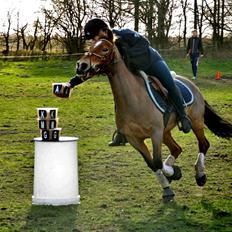 Anden særlig race Belgium Braun Beauty 