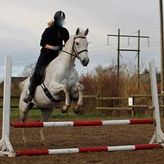 Dansk Varmblod Mr. soru