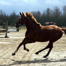 Anden særlig race Manja 