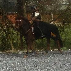 DSP MaarielundsFairytale . SOLGT