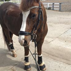 New Forest Ygor [1/3 A PONY] FORESALE 