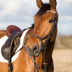 Dansk Varmblod Nevell