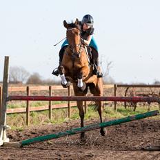 Dansk Varmblod Nevell