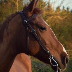 Anden særlig race Fontain Madonna (Fonny)