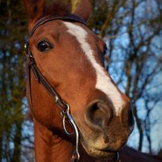 Anden særlig race Fontain Madonna (Fonny)