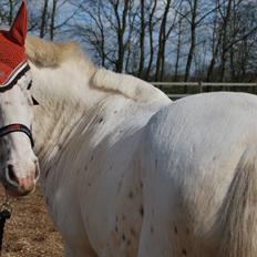 Anden særlig race Snow Girl