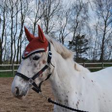 Anden særlig race Snow Girl