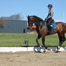 Dansk Varmblod Calibra-agg