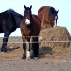 Welsh Cob (sec D) - Valhallas Sea Breeze