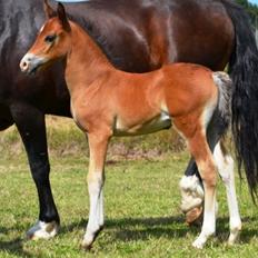 Welsh Cob (sec D) - Valhallas Sea Breeze