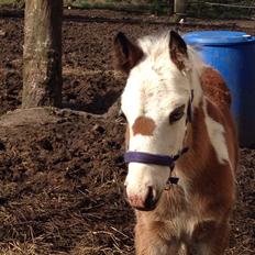 Irish Cob Klosters Blue eye florian SOLGT
