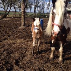 Irish Cob Klosters Blue eye florian SOLGT