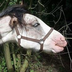 Irish Cob Kijofreg's Acapella (pelsen) solgt