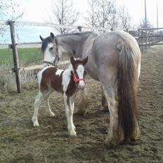 Irish Cob Kijofreg's Acapella (pelsen) solgt