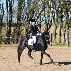Dansk Varmblod Dusty Søndertoft