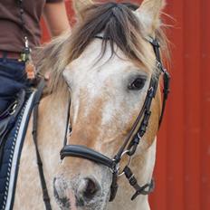 Anden særlig race Kaiser [Min buddie]