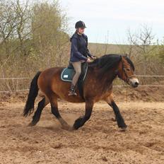 Nordsvensk Skovhest Wera