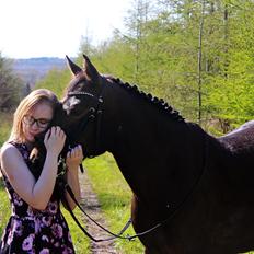 New Forest Skovens Micon 