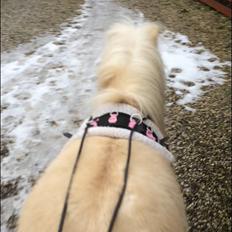 Anden særlig race Cocio -Solgt til gammel ejer