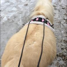 Anden særlig race Cocio -Solgt til gammel ejer