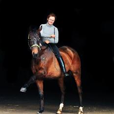 Dansk Varmblod Olivia