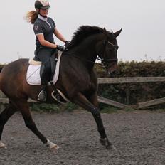 Dansk Varmblod Olivia