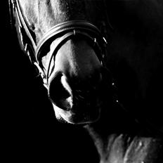 Dansk Varmblod Olivia