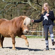 Shetlænder Følfods Nirvana