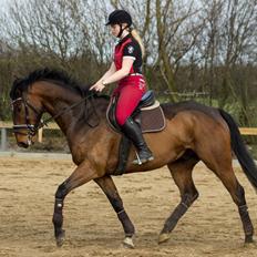 Irsk Sportshest Captain jack sparrow