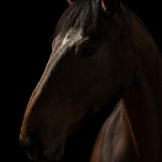 Irsk Sportshest Captain jack sparrow