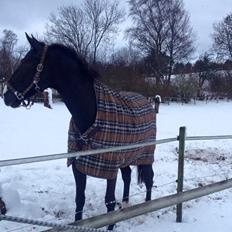 Dansk Varmblod Fascination