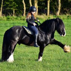 Irish Cob Valentin Wombat