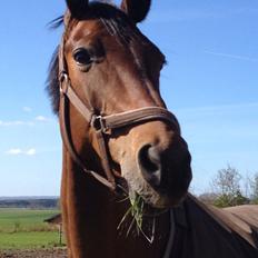 Hannoveraner Glamour Girl