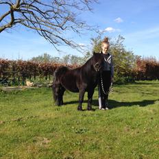 Shetlænder Vestervang felix