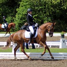 Tysk Sportspony Coccolina De Luxe B-pony 
