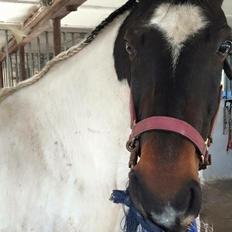 Anden særlig race Sofus 