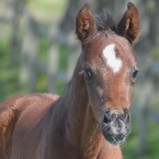 Dansk Varmblod Roman L