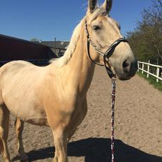 Palomino Soevangs CK One