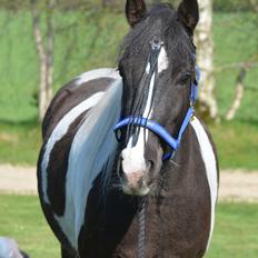 Irish Cob Crossbreed Blue Cheval Inesto (Tidl ) Pony