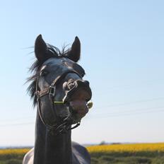 Dansk Varmblod Quality Sun AX  HINGST