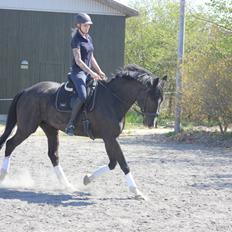Dansk Varmblod Valløs Farinelli