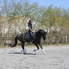 Dansk Varmblod Valløs Farinelli