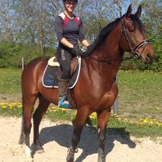 Trakehner Donaukansler