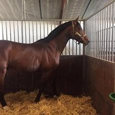 Trakehner Donaukansler