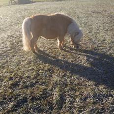 Shetlænder Elvis