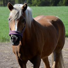 Haflinger Abbi rundhøj