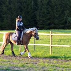 Haflinger Abbi rundhøj