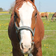 Dansk Varmblod Ågård's acino