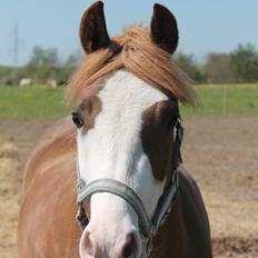 Welsh Pony (sec B) Bourbon